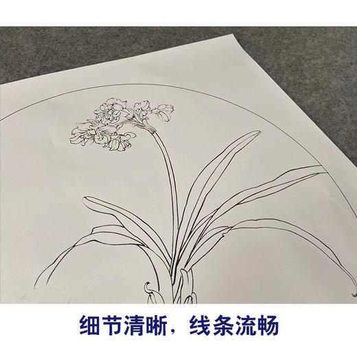 【有步骤】王震工笔画白描底稿圆形小品《水仙图》初学者临摹花鸟线稿WZ25 商品图4