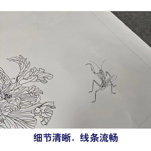 【有步骤】王震工笔画白描底稿小品《我有闲时趣》牡丹花篮初学者临摹花鸟线稿WZ11 商品图4