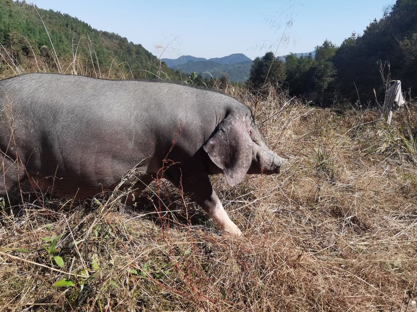 跑山猪特定部位