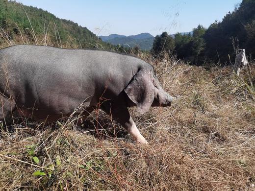 跑山猪特定部位 商品图0
