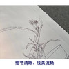 【有步骤】王震工笔画白描底稿《只说名唤玉玲珑》水仙初学者临摹花鸟线稿WZ28 商品缩略图4