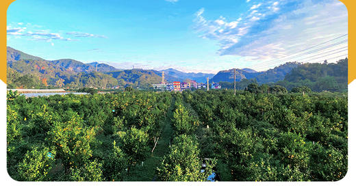 【广东省青商会专属】之我在德庆有棵贡柑树 商品图4