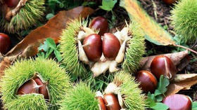 草木读书 | 每一颗板栗都应珍惜