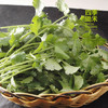 香菜/老品种香菜（100g） 商品缩略图0