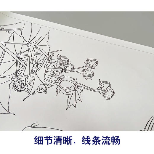 【有步骤、大彩图】龚雪青横幅工笔画白描底稿芙《荣华有余图》蓉鲤鱼图初学者临摹花鸟线稿XQ96 商品图4