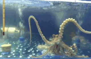 鲜活长腿章鱼(八爪鱼) /斤 商品图1