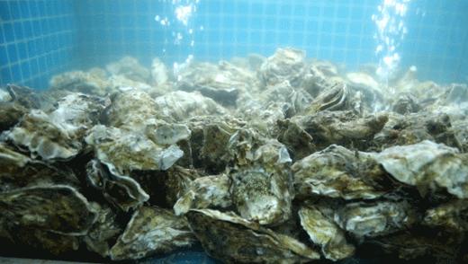 鲜活乳山生蚝 /个 商品图1