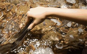 鲜活梭子蟹 /斤 商品图1