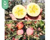 新疆阿克苏苹果（85-95#）/1箱（4.6kg±100g） 商品缩略图4