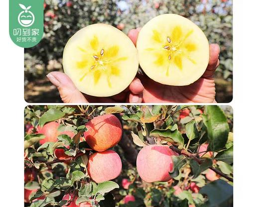 新疆阿克苏苹果（85-95#）/1箱（4.6kg±100g） 商品图4