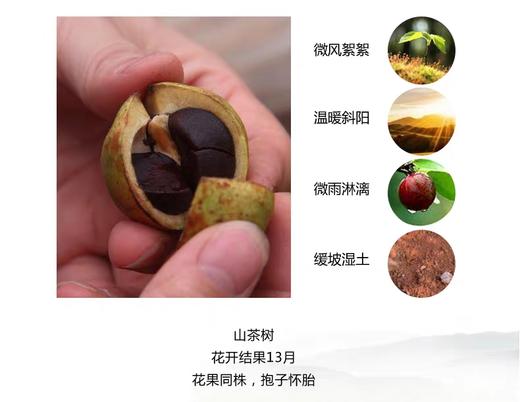 永新县中蝶泉水塘野生山茶油500ML*2瓶 商品图2