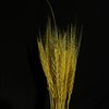 永生花材 ｜ 麦子黄色 商品缩略图0
