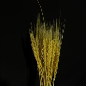 永生花材 ｜ 麦子黄色