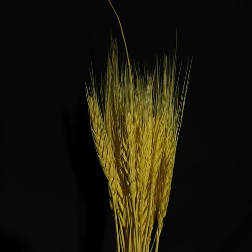 永生花材 ｜ 麦子黄色 商品图0
