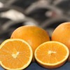 生态武夷山脐橙 | 公平贸易 |*Eco Wuyishan Navel Orange 商品缩略图2