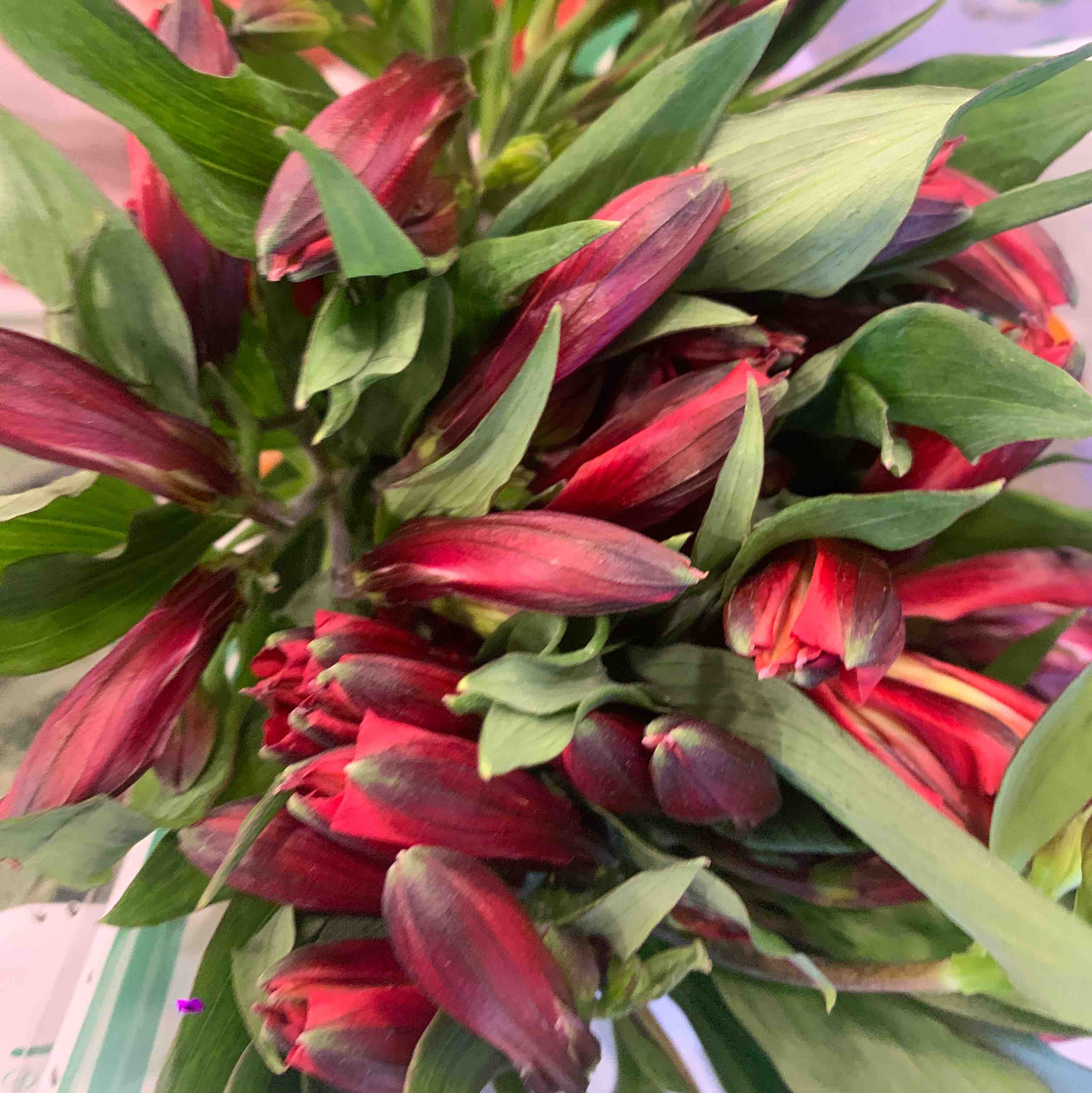 海盛六出花-红色-10支/扎