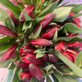 海盛六出花-红色-10支/扎