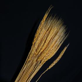 永生花材 ｜ 麦子卡曼橙