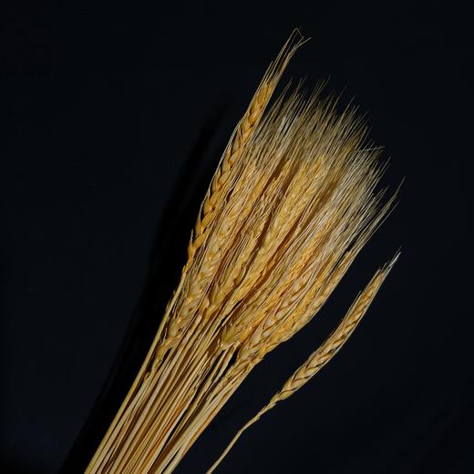 永生花材 ｜ 麦子卡曼橙 商品图0