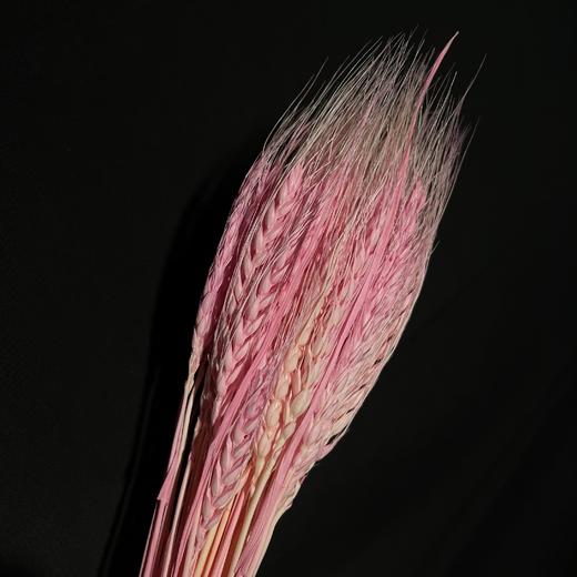 永生花材 ｜ 麦子芭比粉 商品图0