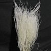 永生花材 ｜ 石草皓月白 商品缩略图0
