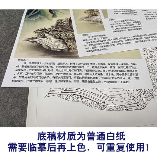 【有步骤、大彩图】郑玲玲工笔画白描底稿《朝朝暮暮永相随》荷花天鹅初学者临摹花鸟线稿ZL01 商品图3
