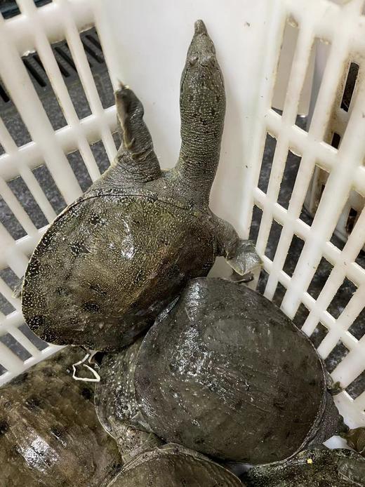 鲜活沙鳖子BB仔(处理需加工费) /斤 商品图6