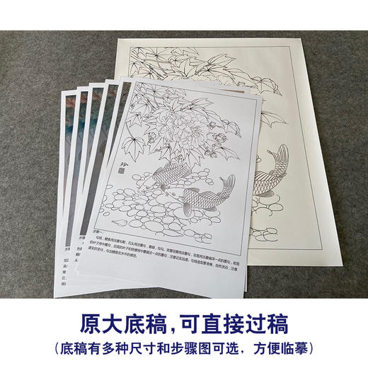 【有步骤、大彩图】郑玲玲工笔画白描底稿《荣华富贵》鲤鱼芙蓉图初学者临摹花鸟线稿ZL43 商品图1