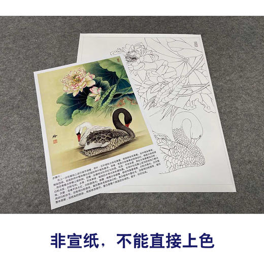 【有步骤、大彩图】郑玲玲工笔画白描稿《清荷丽影》荷花天鹅初学者临摹花鸟线稿ZL05 商品图2