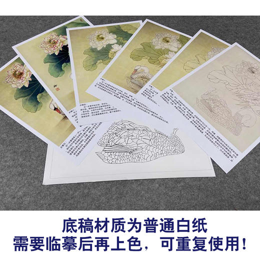 【有步骤、大彩图】郑玲玲工笔画白描稿《清荷丽影》荷花天鹅初学者临摹花鸟线稿ZL05 商品图3
