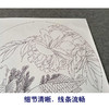 【有步骤、大彩图】郑玲玲工笔画白描底稿圆形小品《鲤逐清波》牡丹鲤鱼初学者临摹花鸟线稿ZL21 商品缩略图4