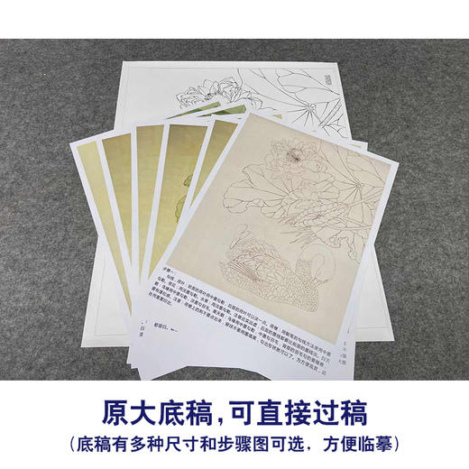 【有步骤、大彩图】郑玲玲工笔画白描稿《清荷丽影》荷花天鹅初学者临摹花鸟线稿ZL05 商品图1