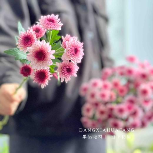 【布鲁诺粉小雏菊】5支/份 长约60-65cm 商品图4