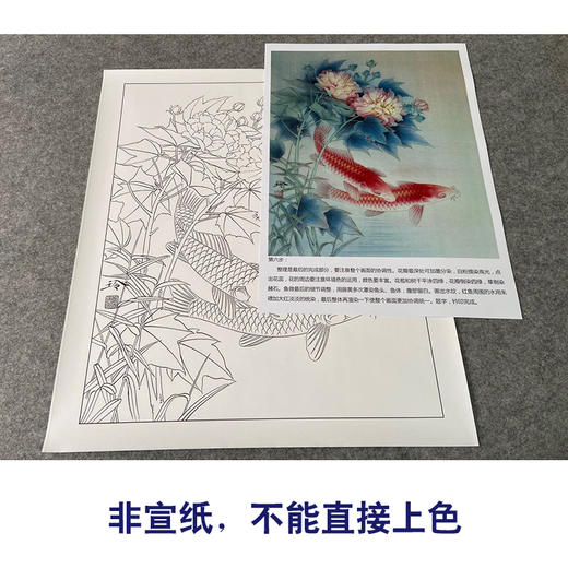 【有步骤、大彩图】郑玲玲工笔画白描底稿《醉清梦》芙蓉鲤鱼初学者临摹花鸟线稿ZL33 商品图2
