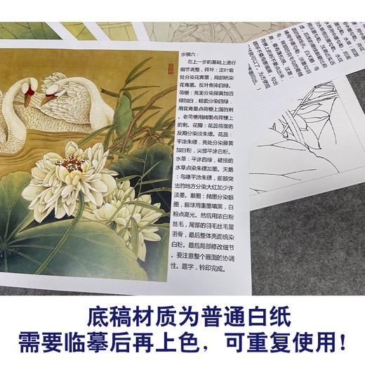 【有步骤、大彩图】郑玲玲工笔画白描底稿小品《物华秋水》荷花天鹅初学者临摹花鸟线稿ZL08 商品图3