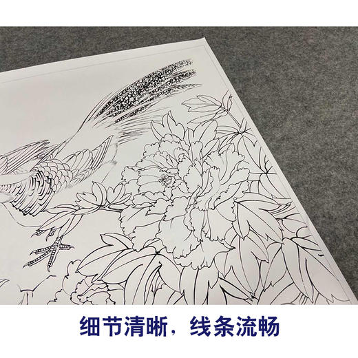 【有步骤、大彩图】郑玲玲工笔画白描底稿《锦色花开》锦鸡牡丹初学者临摹花鸟线稿ZL04 商品图4