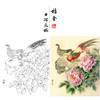 【有步骤、大彩图】郑玲玲工笔画白描底稿《锦色花开》锦鸡牡丹初学者临摹花鸟线稿ZL04 商品缩略图0