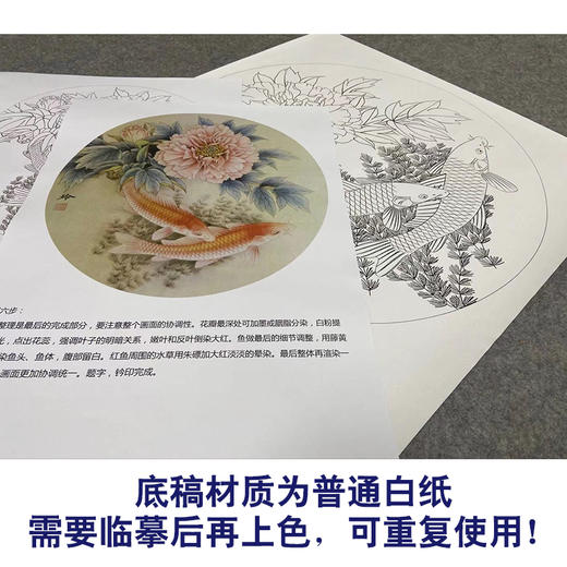 【有步骤、大彩图】郑玲玲工笔画白描稿圆形小品《晨曦鱼戏》牡丹鲤鱼初学者临摹花鸟线稿ZL23 商品图3