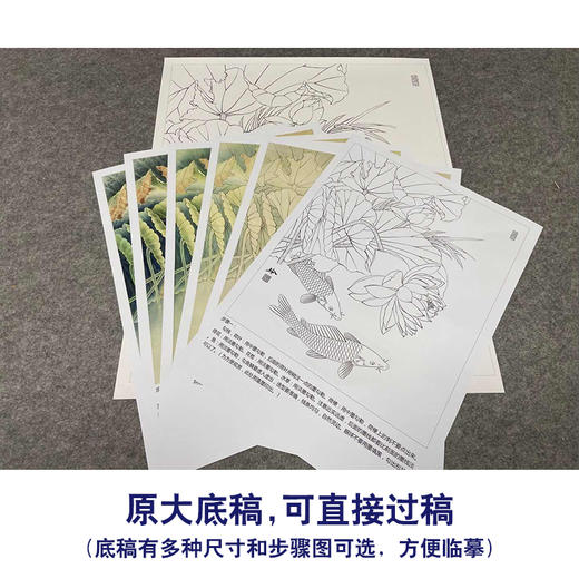 【有步骤、大彩图】郑玲玲工笔画白描底稿《双鲤碧波满塘春》荷花鲤鱼初学者临摹花鸟线稿ZL07 商品图1