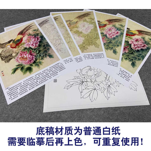 【有步骤、大彩图】郑玲玲工笔画白描底稿《锦色花开》锦鸡牡丹初学者临摹花鸟线稿ZL04 商品图3