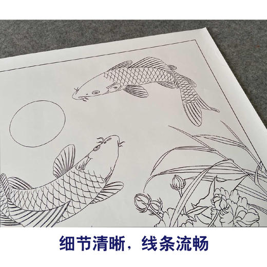 【有步骤、大彩图】郑玲玲工笔画白描底稿《月光如水》芙蓉鲤鱼初学者临摹花鸟线稿ZL38 商品图4