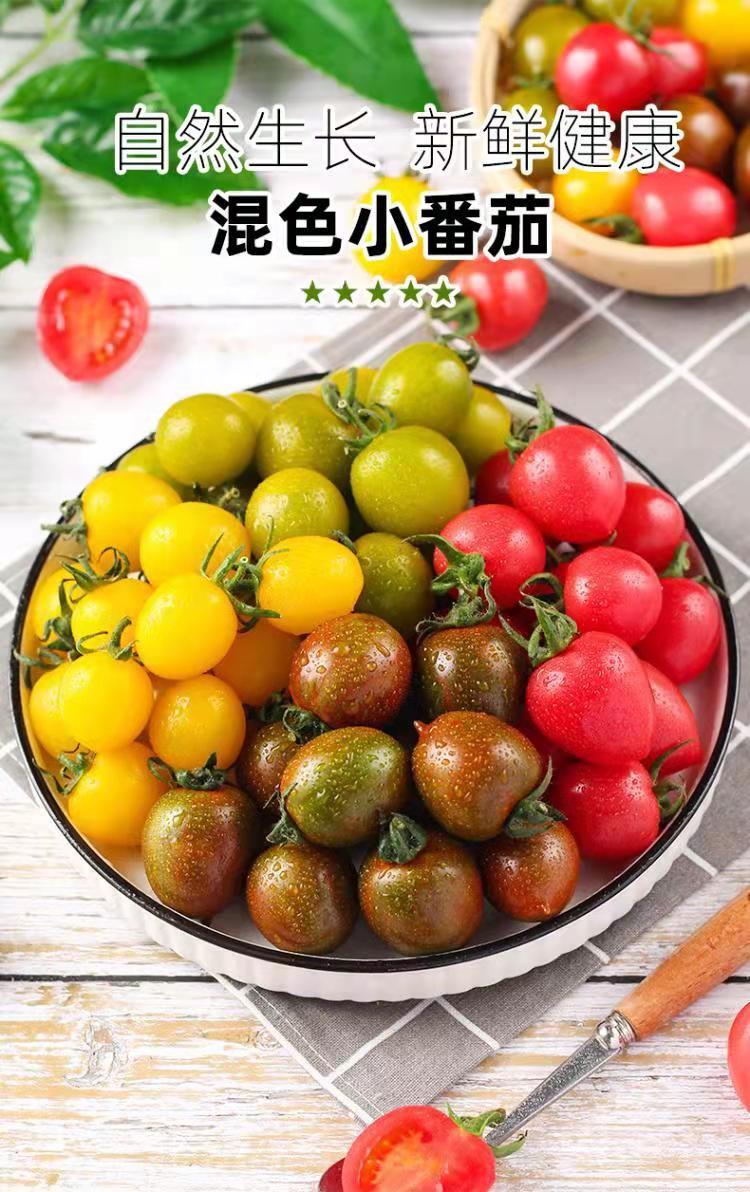 寿光三色圣女果 新鲜小番茄 当季新鲜水果 顺丰包邮