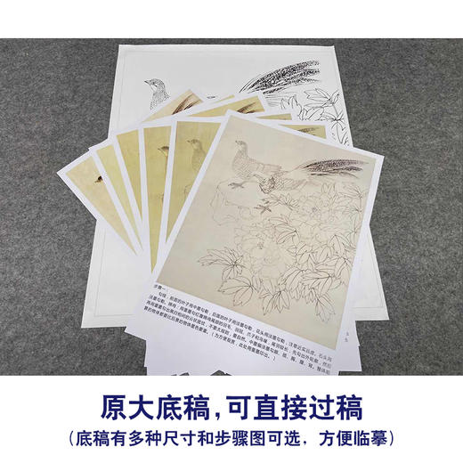 【有步骤、大彩图】郑玲玲工笔画白描底稿《锦色花开》锦鸡牡丹初学者临摹花鸟线稿ZL04 商品图1