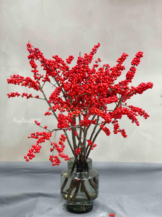 国产冬青丨果实饱满，红色喜人 商品图1