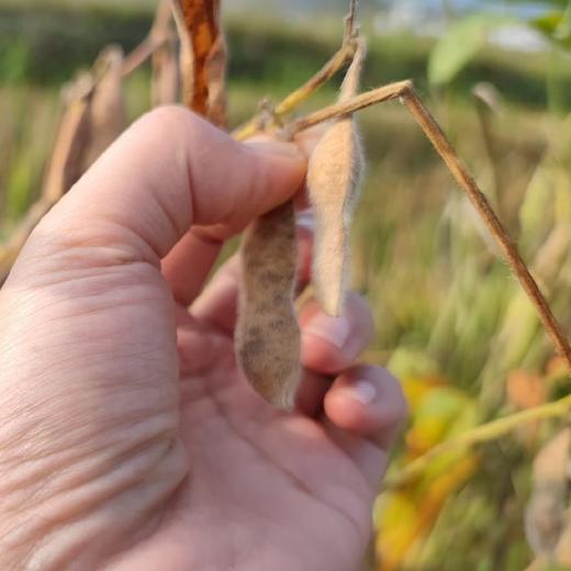 【山野黄豆3包+黑豆1包】（深山自由生长） 商品图5