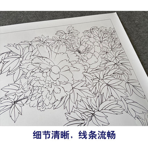 【有步骤、大彩图】郑玲玲工笔画白描底稿《吉庆有余图》牡丹鲤鱼初学者临摹花鸟线稿ZL42 商品图4