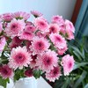 【布鲁诺粉小雏菊】5支/份 长约60-65cm 商品缩略图5