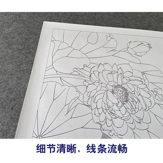 【有步骤、大彩图】郑玲玲工笔画白描底稿《荷花叶下鲫鱼醉》荷花鲫鱼初学者临摹花鸟线稿ZL44 商品图4