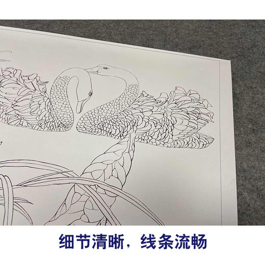 【有步骤、大彩图】郑玲玲工笔画白描稿小品《荷塘细语》荷花天鹅初学者临摹花鸟线稿ZL03 商品图4