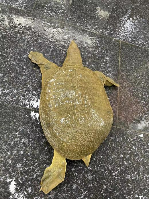 鲜活生态黄皮甲鱼 /只 商品图1